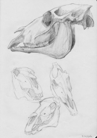 Голова лошади вид сбоку