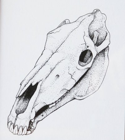 Скуловая кость лошади