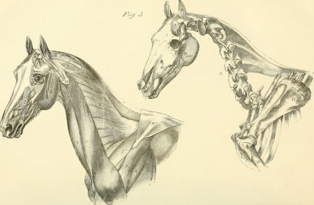 Лошадь анатомия для художника морда