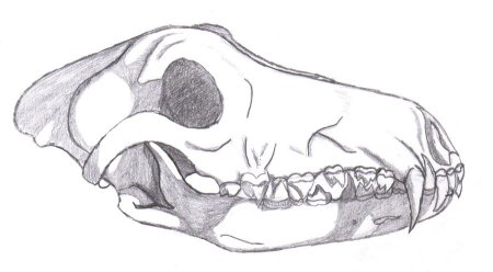 Морда лошади спереди рисунок поэтапно