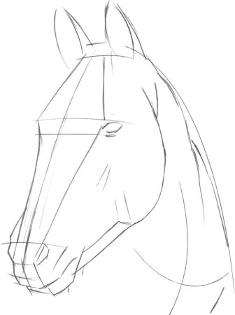 Фурсьют череп ворона