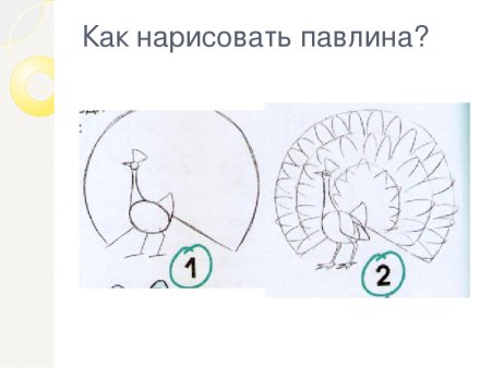 Павлин рисунок 2 класс изо