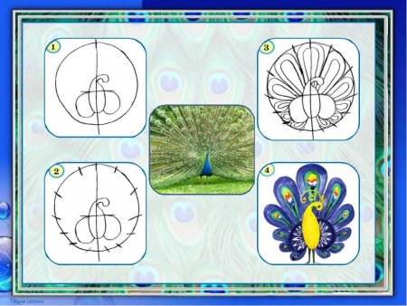 Этапы рисования павлина