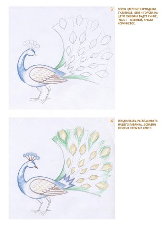 Павлин поэтапность рисования для дошкольников
