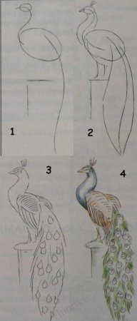 Как рисовать павлина поэтапно