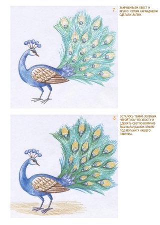 Рисуем павлина поэтапно для детей