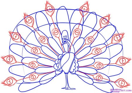 Павлин карандашом