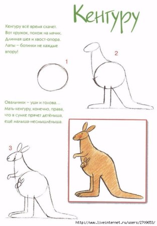 Нарисовать кенгуру ребенку поэтапно