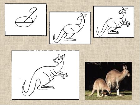 Поэтапный рисунок кенгуру