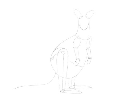 Поэтапное рисование кенгуру