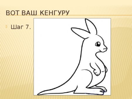 Этапы рисования кенгуру