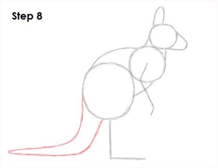 Поэтапное рисование кенгуру