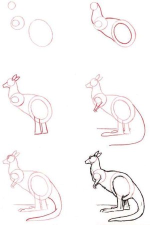 Кенгуру для рисования
