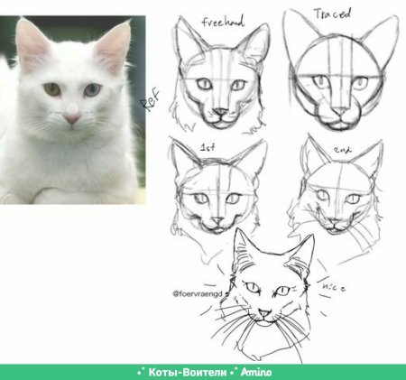 Кошка спереди референс