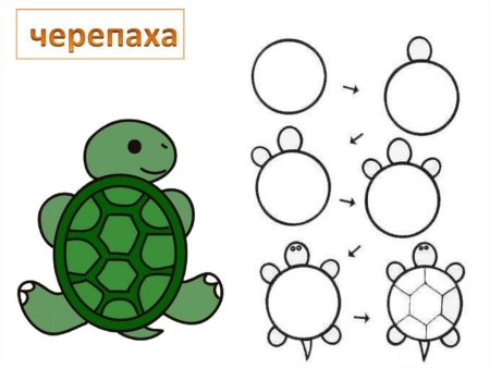Поэтапное рисование черепахи