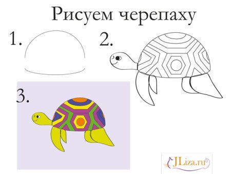 Поэтапное рисование черепахи