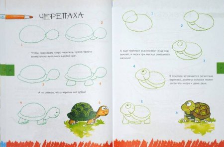Поэтапное рисование черепахи