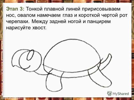 Поэтапное рисование черепахи