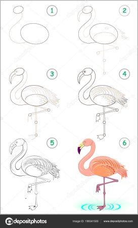 Фламинго пошагово рисунок