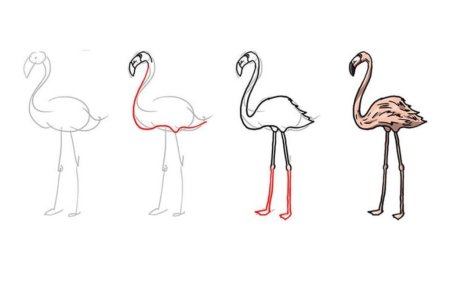 Рисуем Фламинго поэтапно для детей