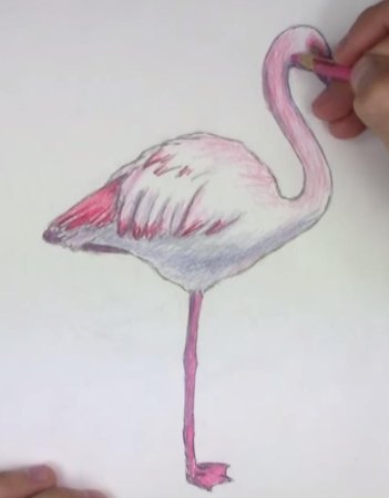 Фламинго акварельными карандашами