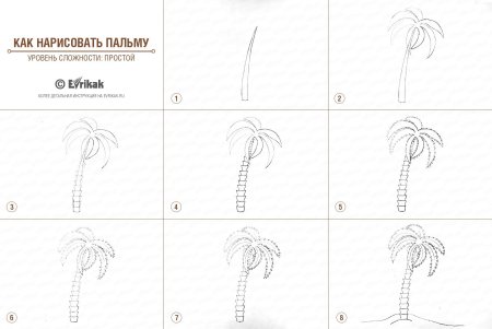 Пальма схематично