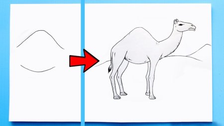 Рисунок верблюд поэтапно (54 фото)