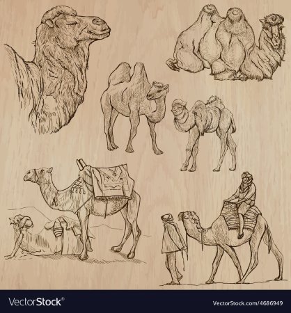 Поэтапное рисование верблюда для дошкольников