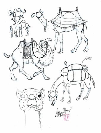 Верблюд раскраска