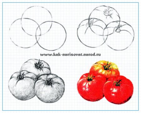 Поэтапное рисование овощей