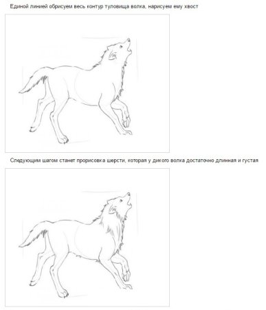 Волк на псарне нарисовать