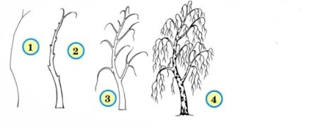 Как нарисовать березу