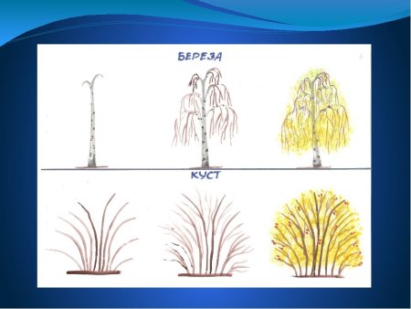 Поэтапное рисование дерева для детей