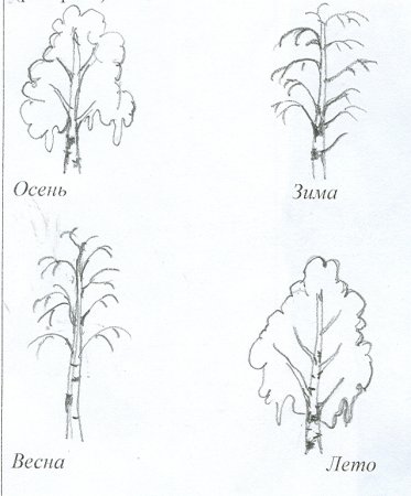 Схема поэтапного рисования березы