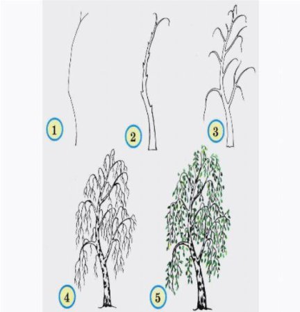 Этапы рисования дерева