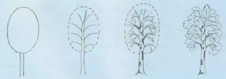 Берёза поэтапное рисование