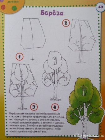 Этапы рисования дерева в старшей группе