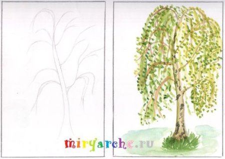 Алгоритм рисования березы для детей