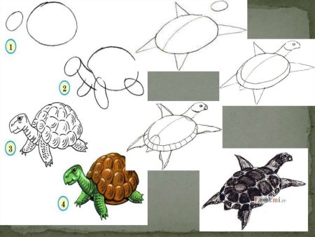 Черепаха для урока изо