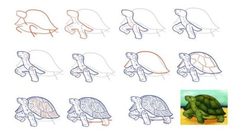Нарисовать черепаху пошагово