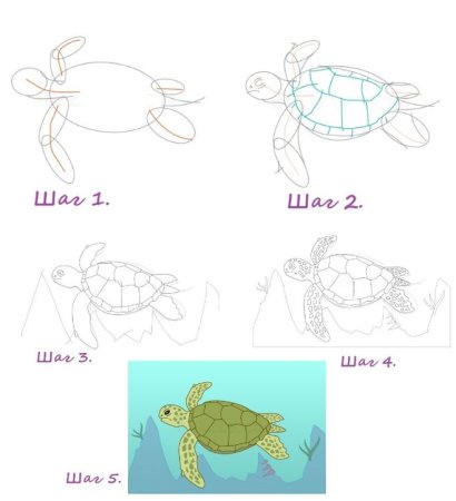 Поэтапное рисование черепахи