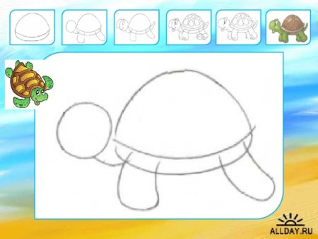 Поэтапное рисование черепахи