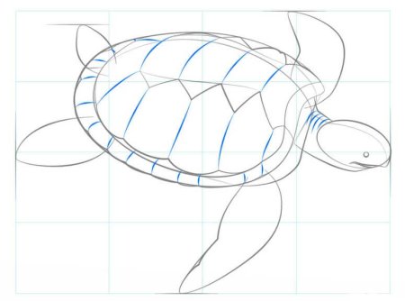 Черепаха пошагово рисовать для детей