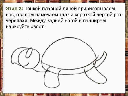 Рисунки для срисовки жизни черепаха