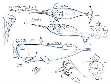 Поэтапное рисование кита для детей