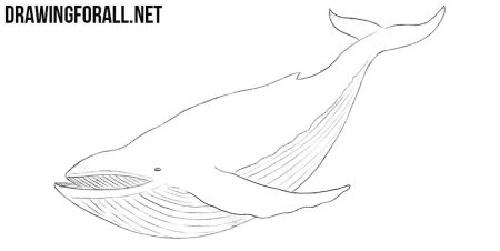 Как рисовать кита