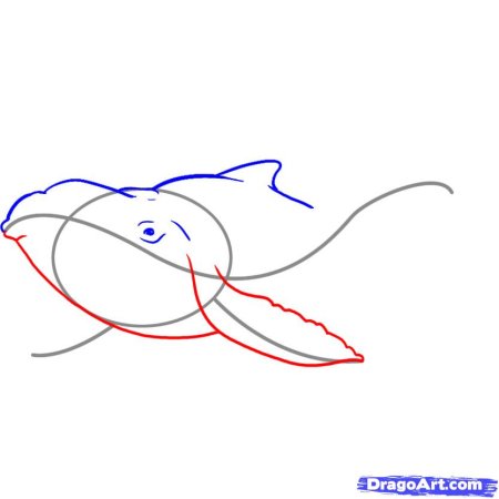 Дельфин поэтапное рисование
