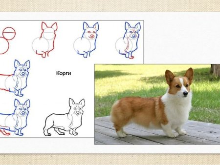 Корги пошаговое рисование