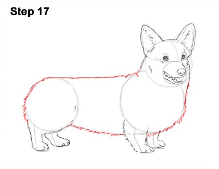 Корги сбоку рисунок