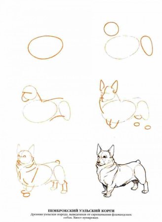 Поэтапное рисование корги